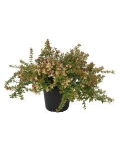 Abelia grandiflora prostrata v.18